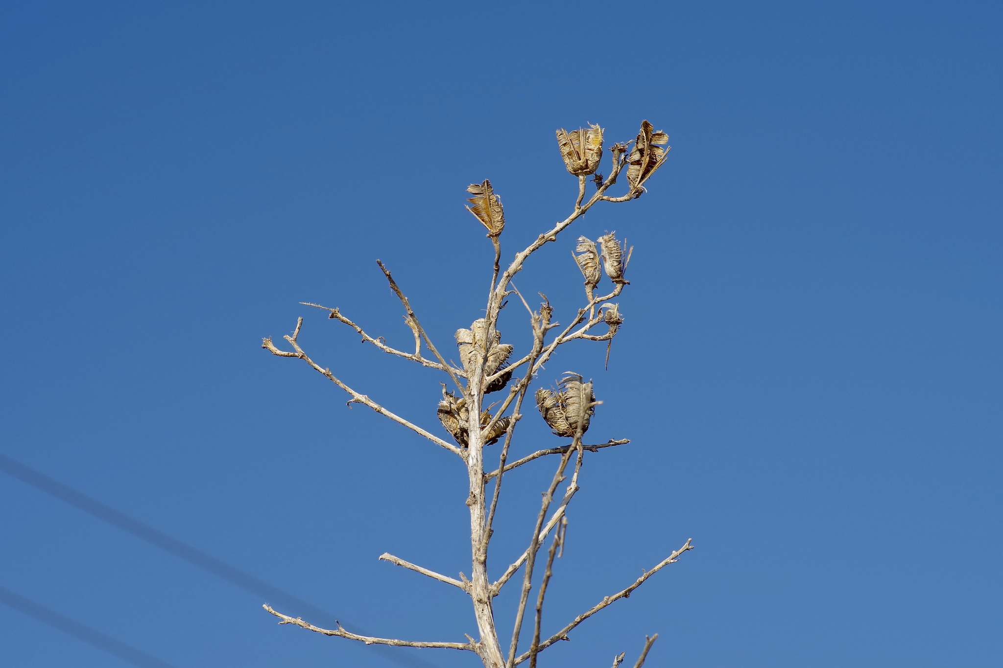 Yucca thompsoniana